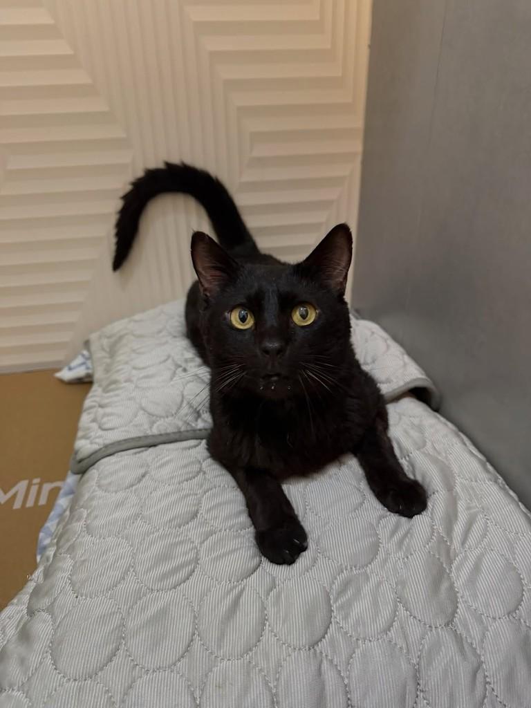 Banguela, gato de porte pequeno para adoção em Campinas - SP — foto 2 de 2