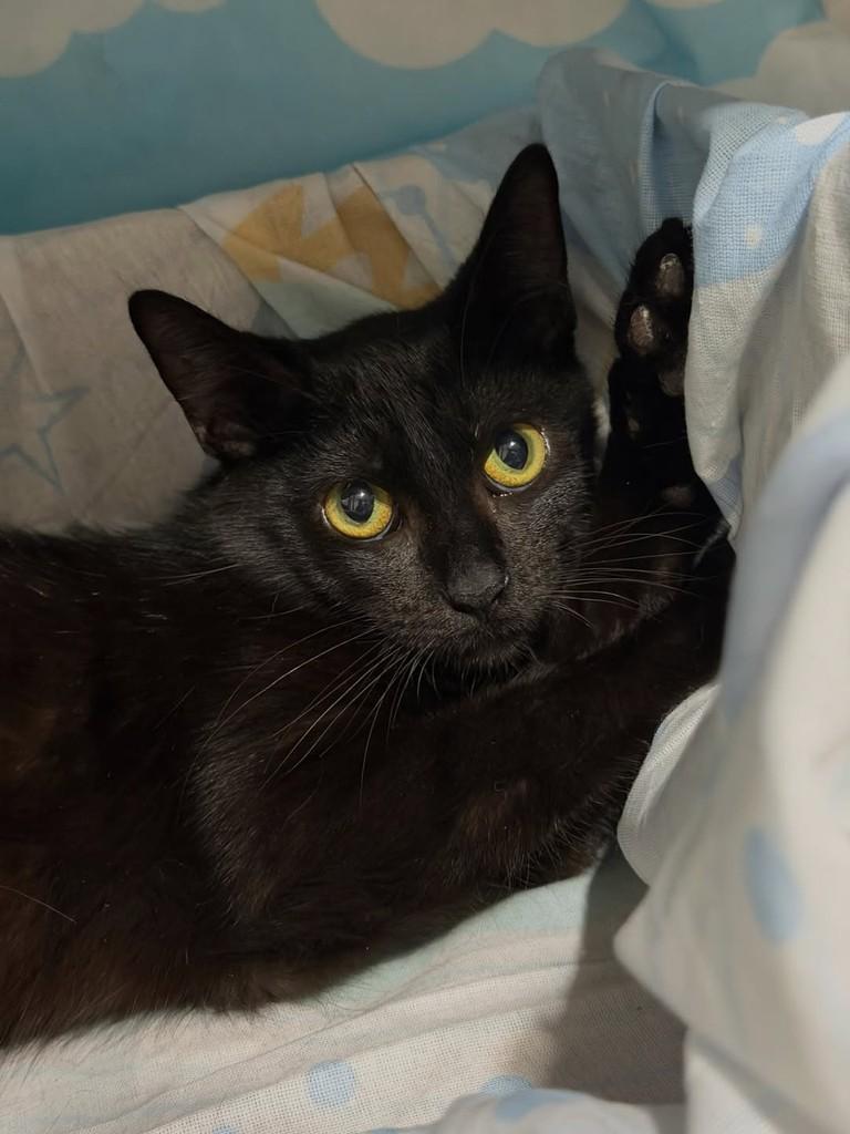 Argos, gato de porte pequeno para adoção em Campinas - SP
