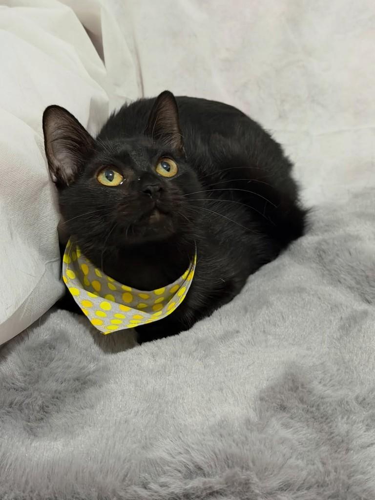 Argos, gato de porte pequeno para adoção em Campinas - SP — foto 2 de 4