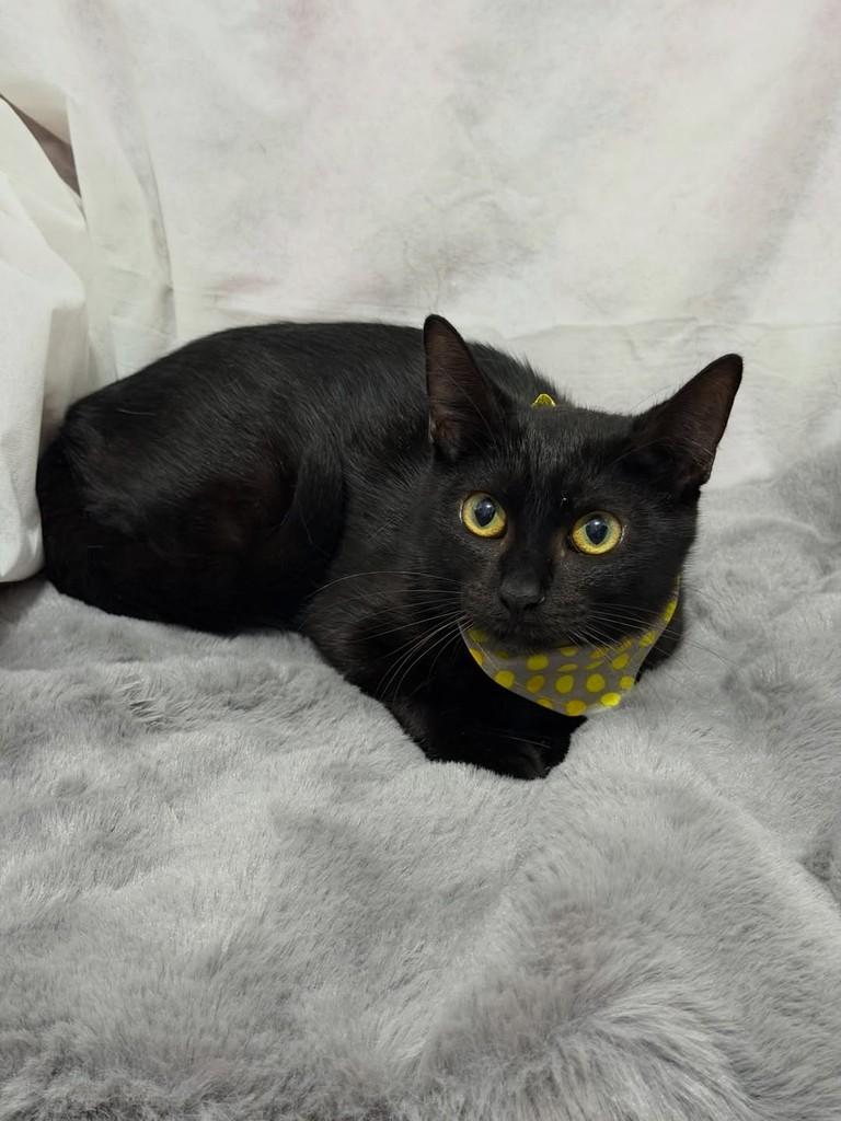 Argos, gato de porte pequeno para adoção em Campinas - SP — foto 3 de 4