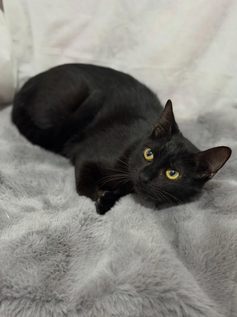 Argos, gato de porte pequeno para adoção em Campinas - SP — foto 4 de 4