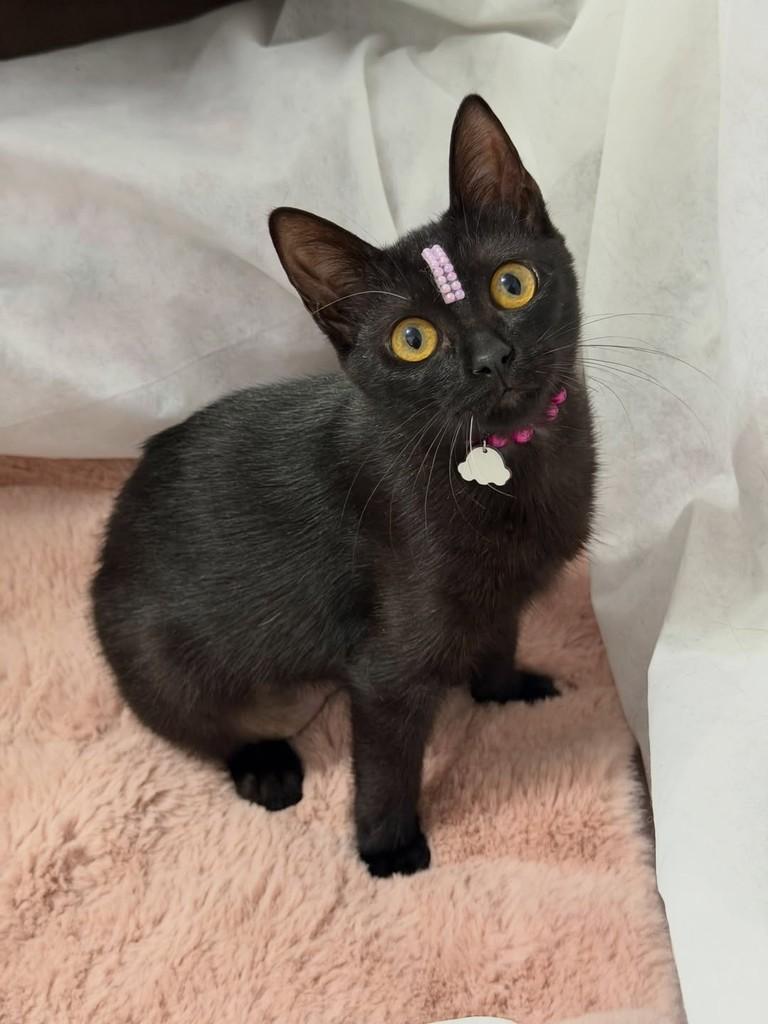 Betina, gata para adoção em Campinas - SP — foto 2 de 5