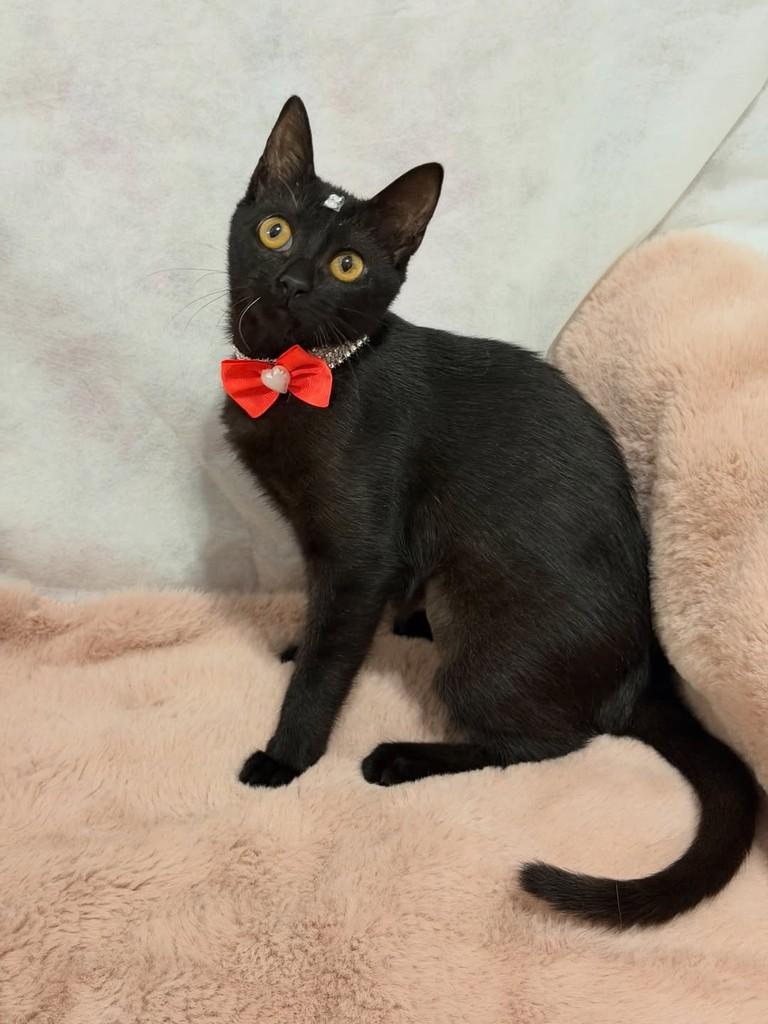 Betina, gata para adoção em Campinas - SP — foto 4 de 5