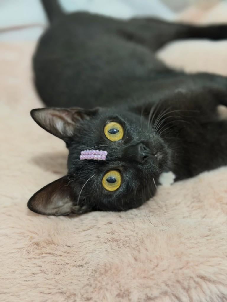 Betina, gata para adoção em Campinas - SP — foto 5 de 5