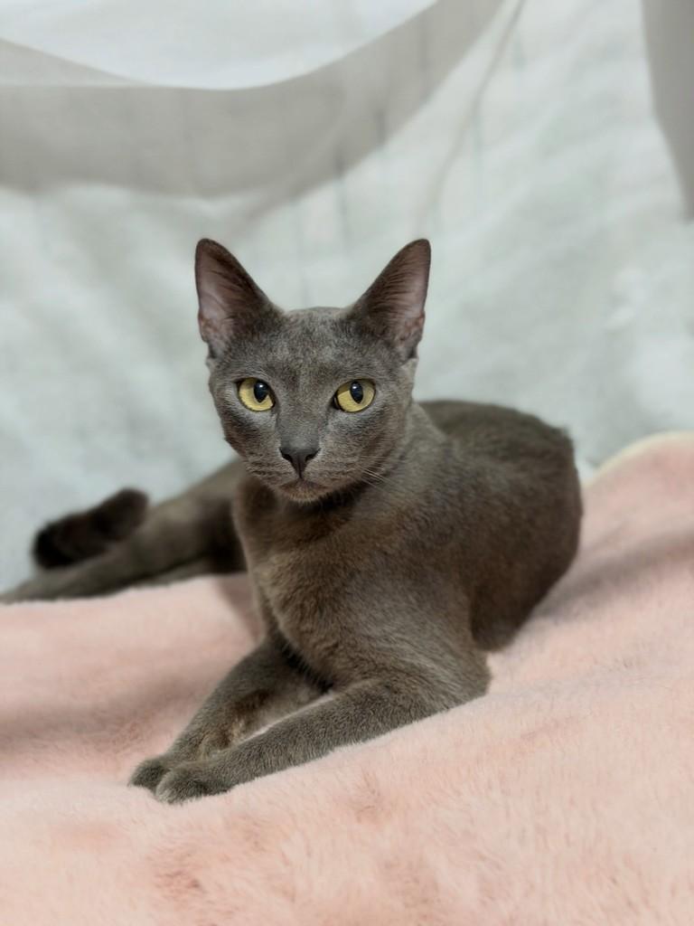 Celeste, gata de porte médio para adoção em Campinas - SP
