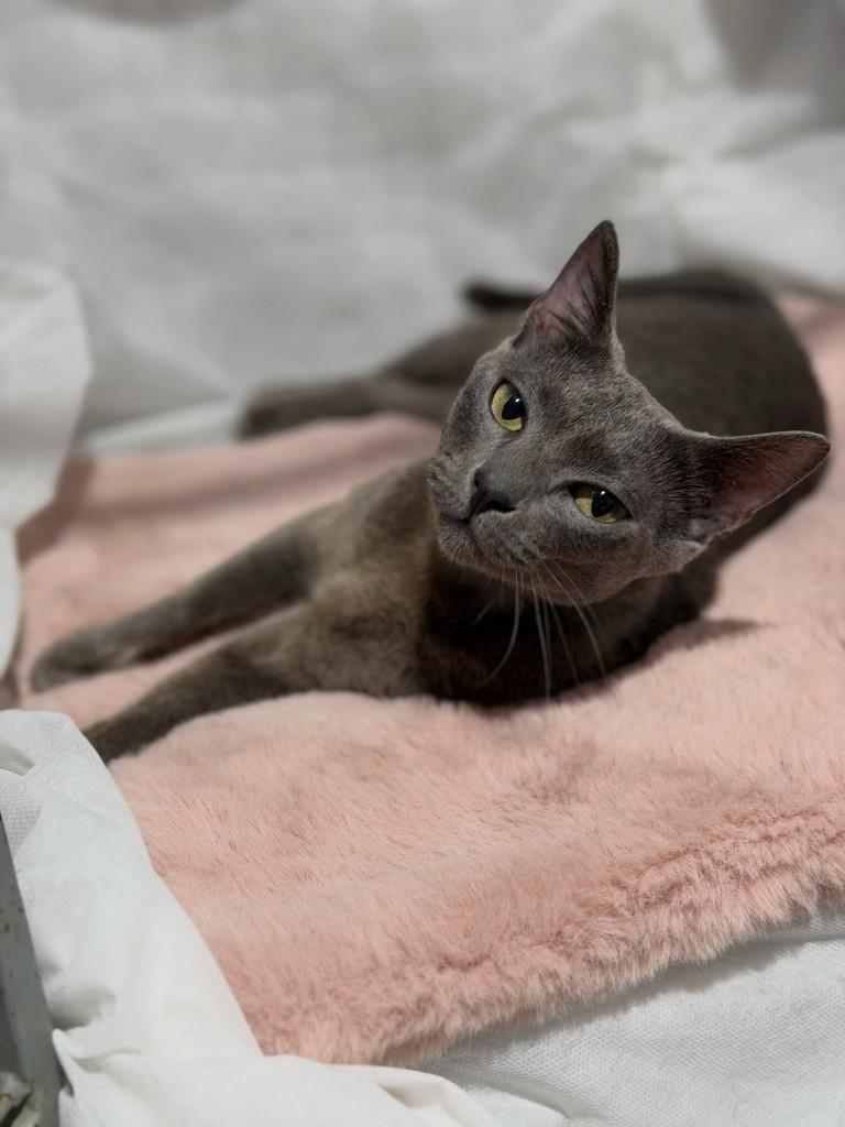 Celeste, gata de porte médio para adoção em Campinas - SP — foto 2 de 3