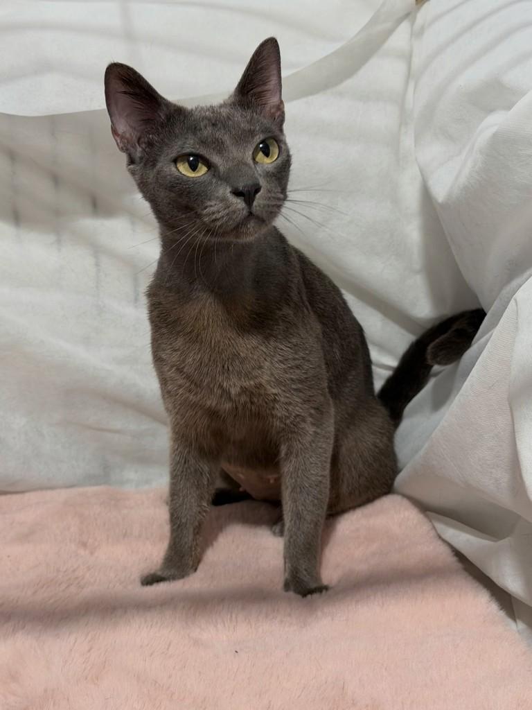 Celeste, gata de porte médio para adoção em Campinas - SP — foto 3 de 3