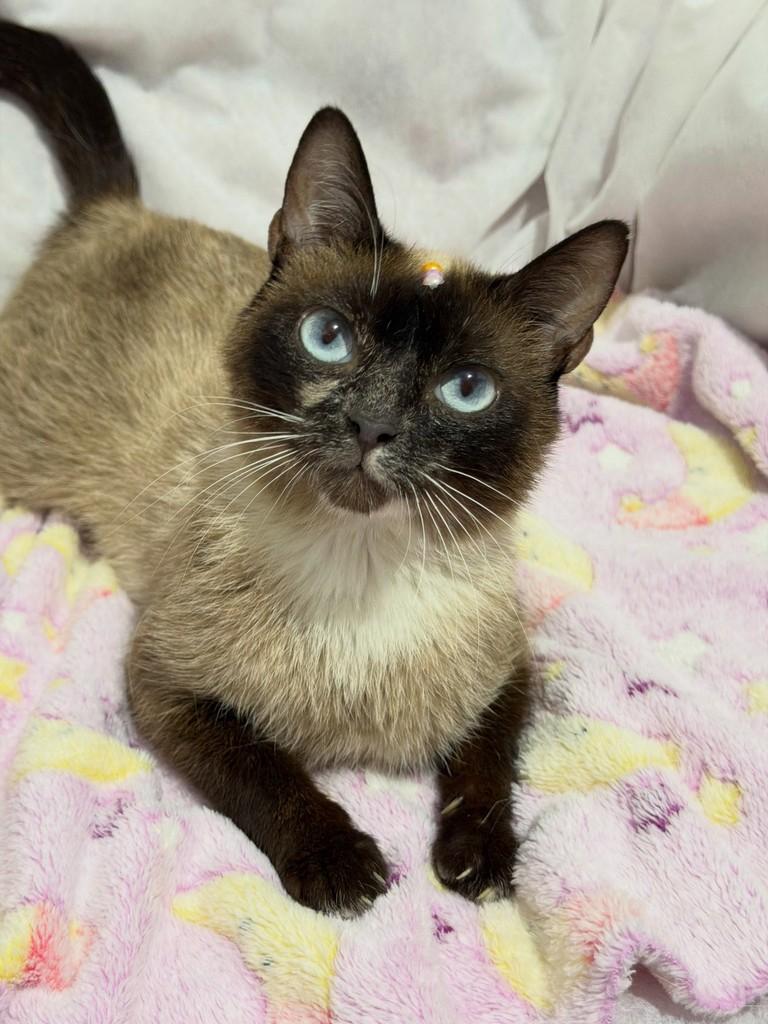 Zuri, gata de porte pequeno para adoção em Campinas - SP