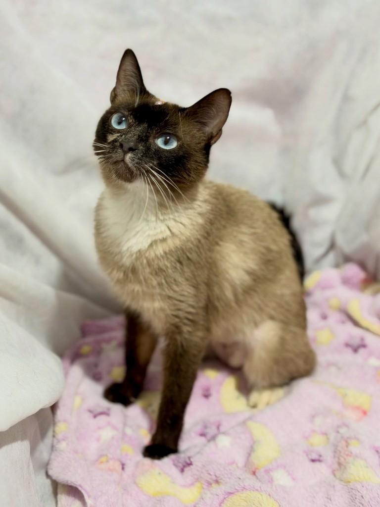 Zuri, gata de porte pequeno para adoção em Campinas - SP — foto 2 de 5