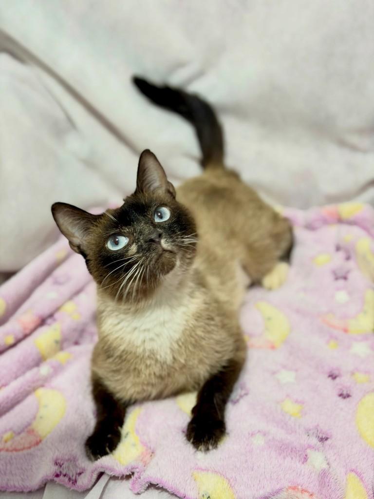 Zuri, gata de porte pequeno para adoção em Campinas - SP — foto 3 de 5