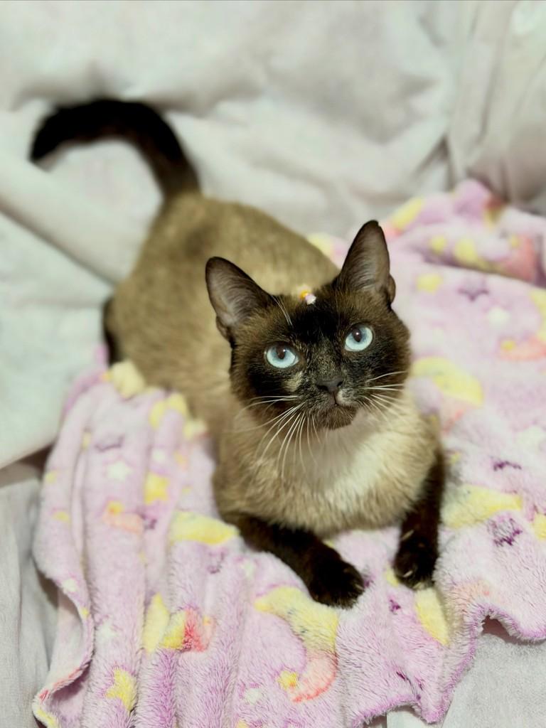 Zuri, gata de porte pequeno para adoção em Campinas - SP — foto 4 de 5