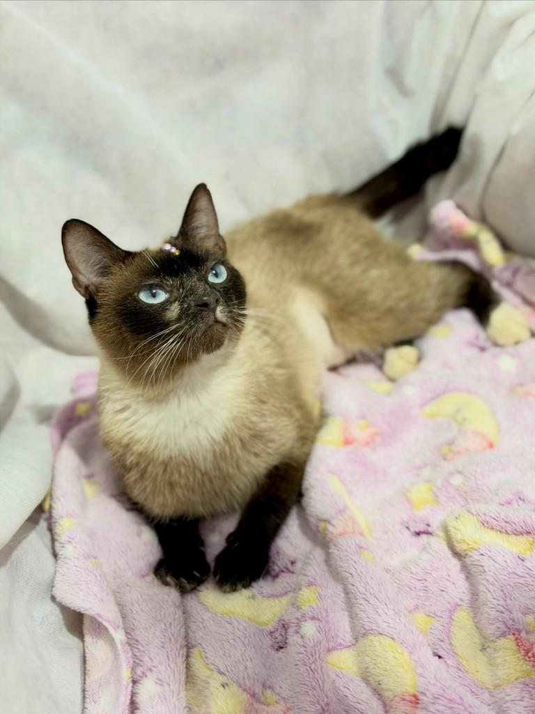 Zuri, gata de porte pequeno para adoção em Campinas - SP — foto 5 de 5