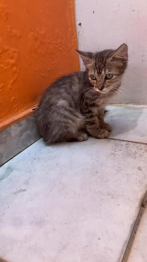 Tigradinha, gato de porte pequeno para adoção em Teresina - PI