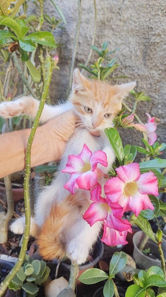 Flor, gato de porte pequeno para adoção em Teresina - PI