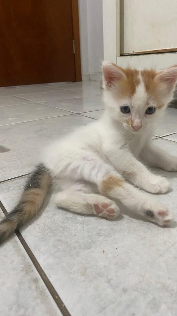 Nina, gata de porte pequeno para adoção em Teresina - PI