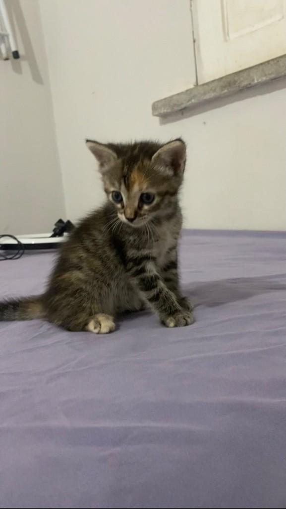 Tigra, gata de porte pequeno para adoção em Teresina - PI