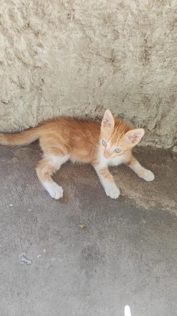 Serelepe, gato de porte pequeno para adoção em Teresina - PI