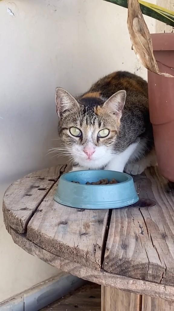 Maria, gata de porte médio para adoção em Teresina - PI