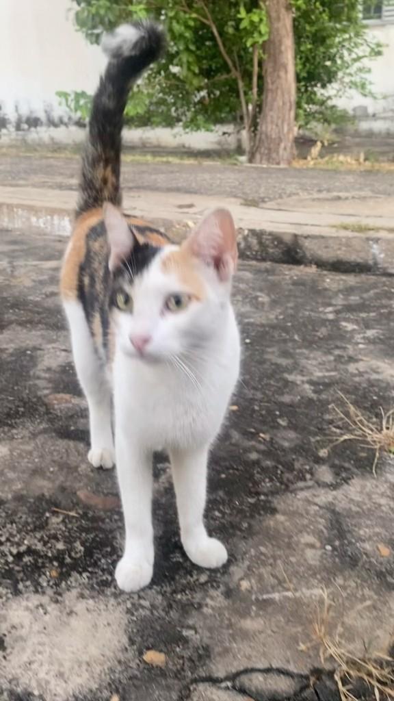 Maria Flor, gata de porte pequeno para adoção em Teresina - PI