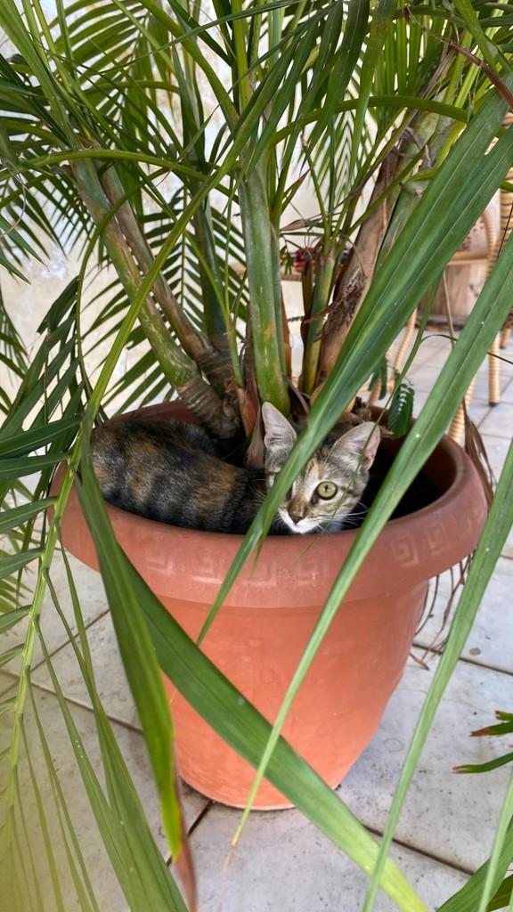 Tigrada, gata de porte pequeno para adoção em Teresina - PI