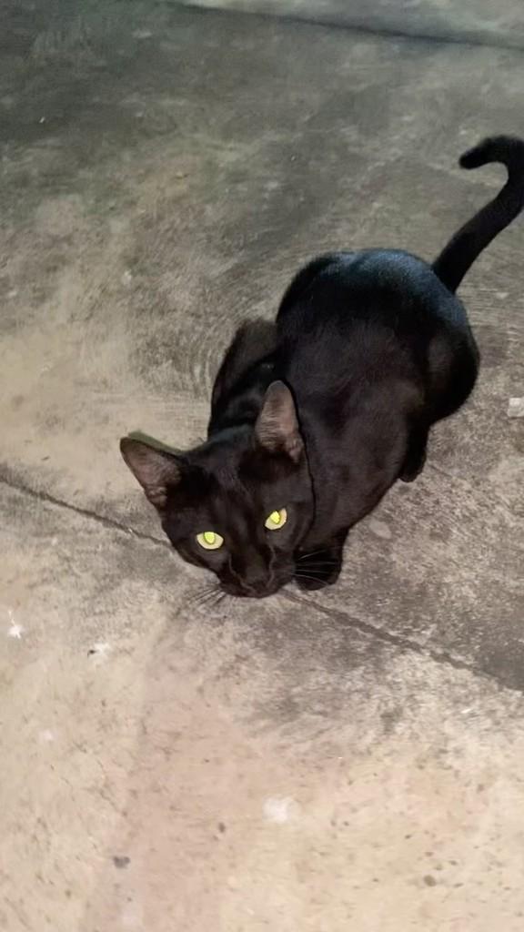 Nêgo, gato de porte pequeno para adoção em Teresina - PI