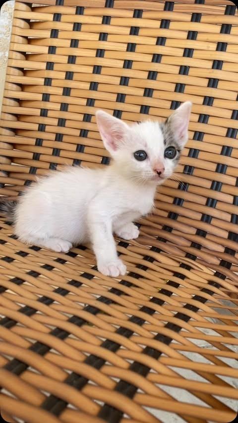 Mimi, gato de porte pequeno para adoção em Teresina - PI