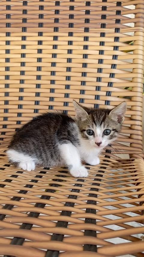 Mia, gata de porte pequeno para adoção em Teresina - PI