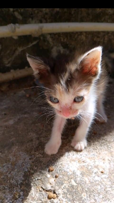 Sophia, gata de porte pequeno para adoção em Teresina - PI