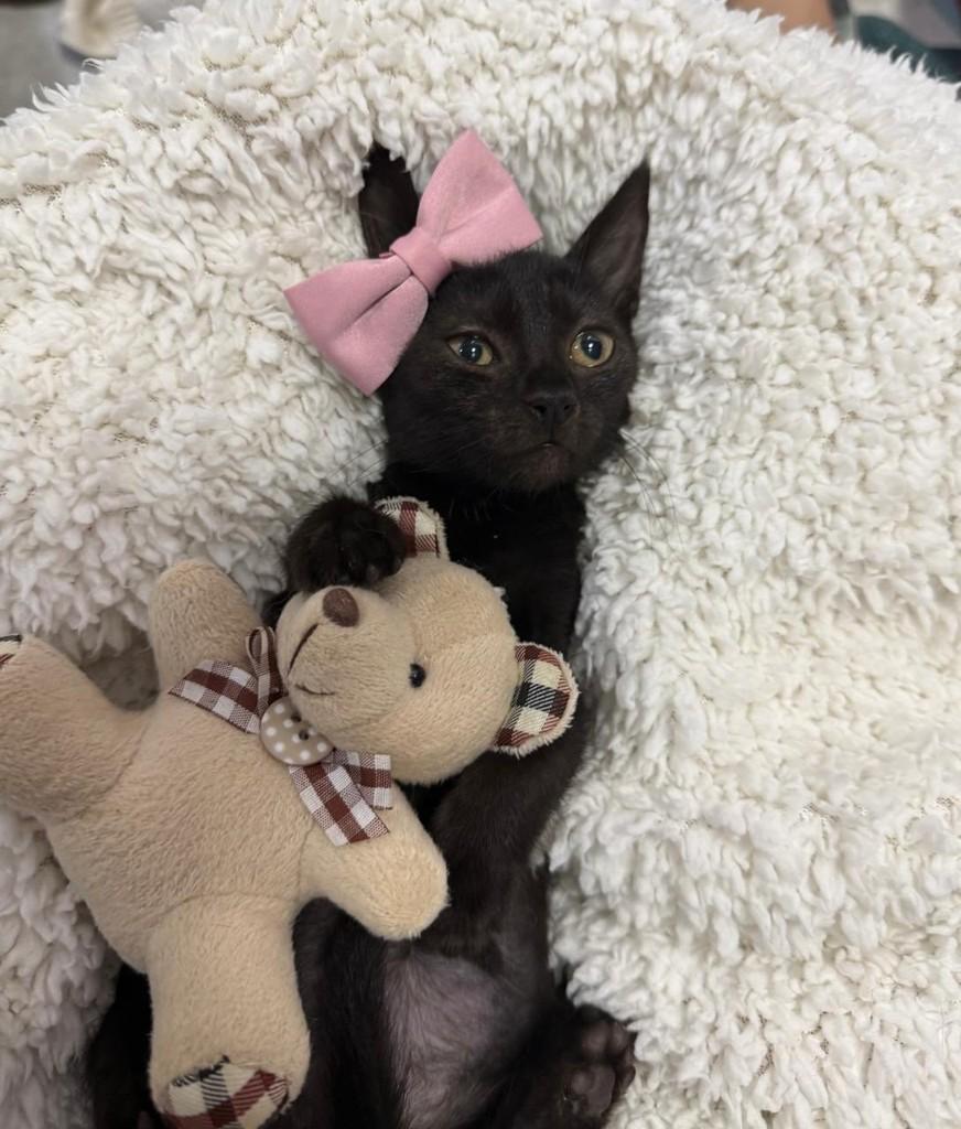 Panterinha, gata de porte pequeno para adoção em Passo Fundo - RS