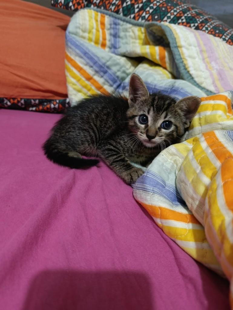 Tigrinha, gato de porte pequeno para adoção em Passo Fundo - RS