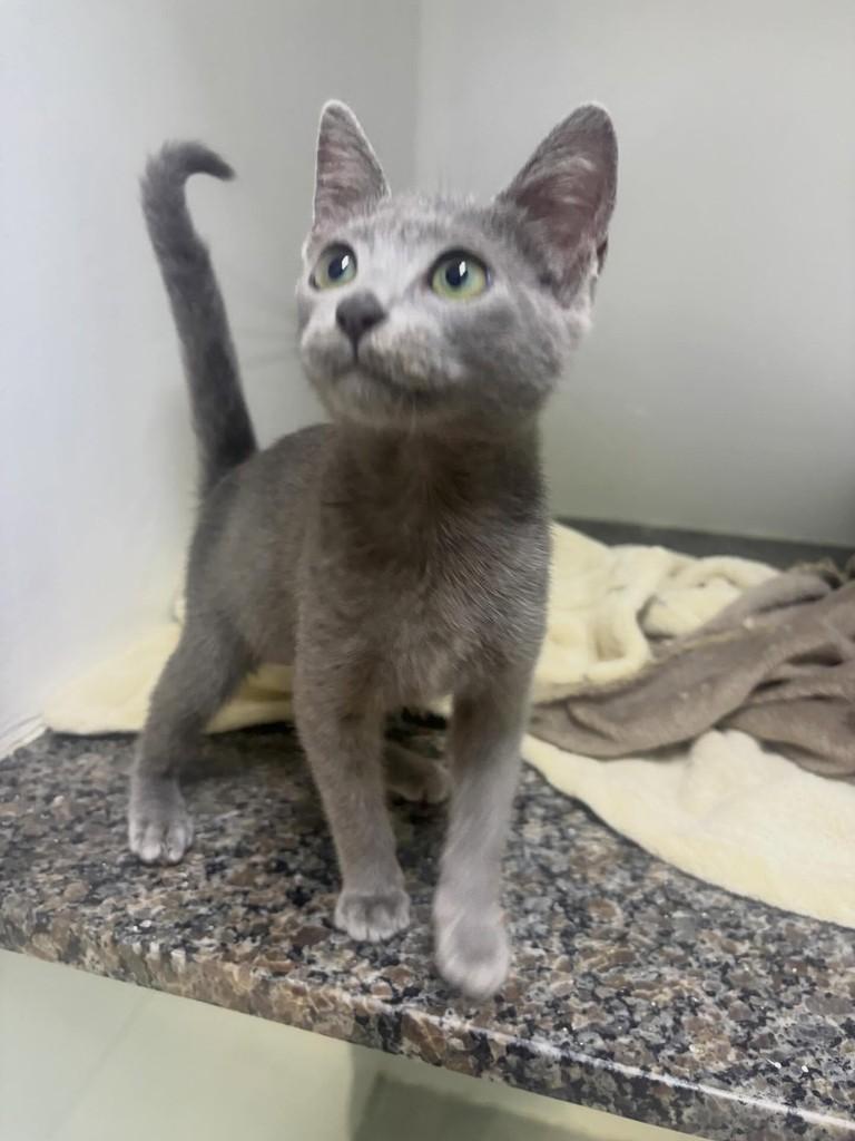 Chumbinha, gato de porte pequeno para adoção em Passo Fundo - RS