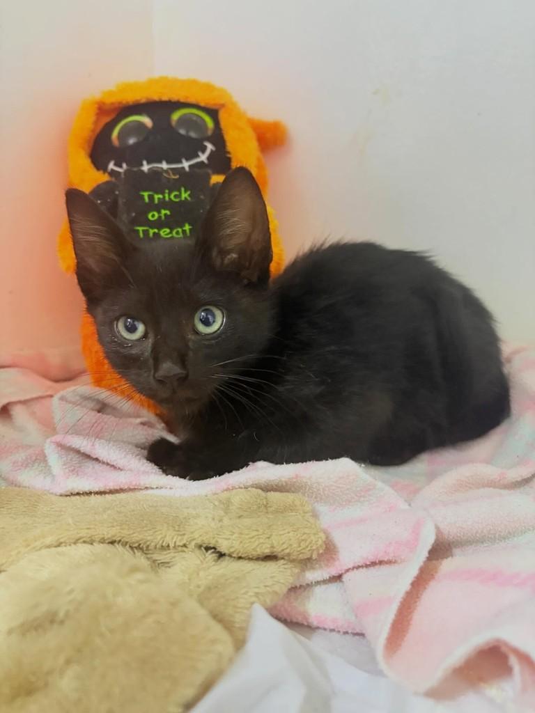 Panterinha, gato de porte pequeno para adoção em Passo Fundo - RS