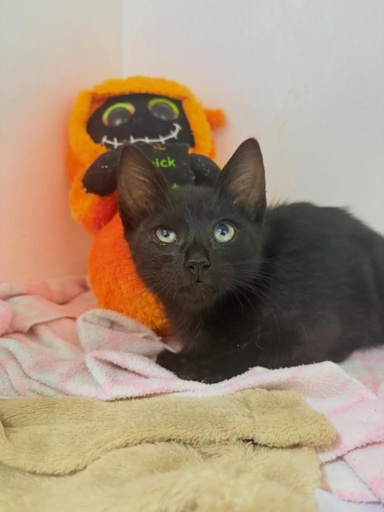 Panterinha, gato de porte pequeno para adoção em Passo Fundo - RS — foto 2 de 7