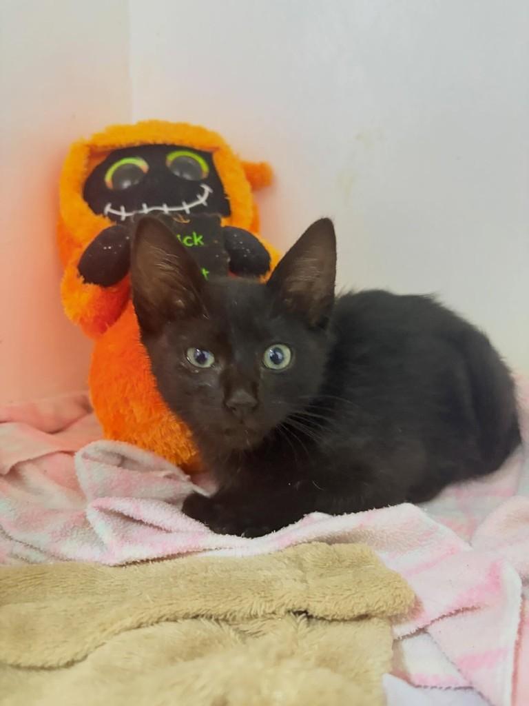Panterinha, gato de porte pequeno para adoção em Passo Fundo - RS — foto 3 de 7