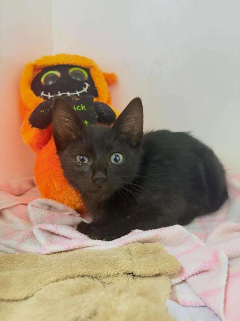Panterinha, gato de porte pequeno para adoção em Passo Fundo - RS — foto 4 de 7