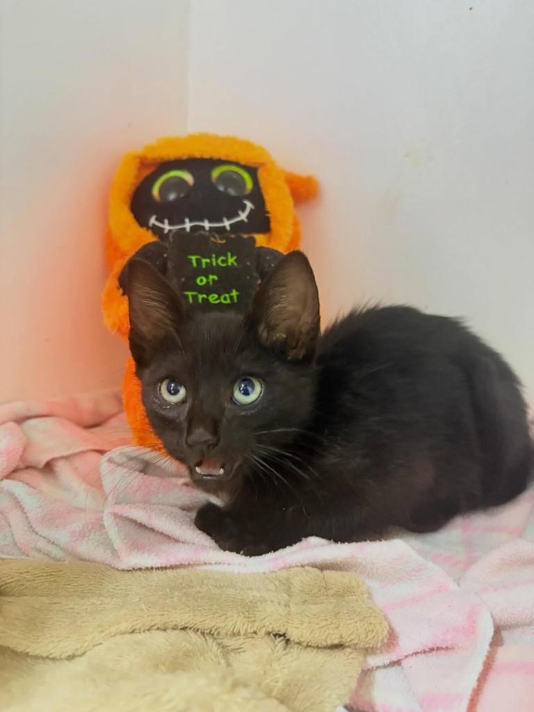 Panterinha, gato de porte pequeno para adoção em Passo Fundo - RS — foto 5 de 7