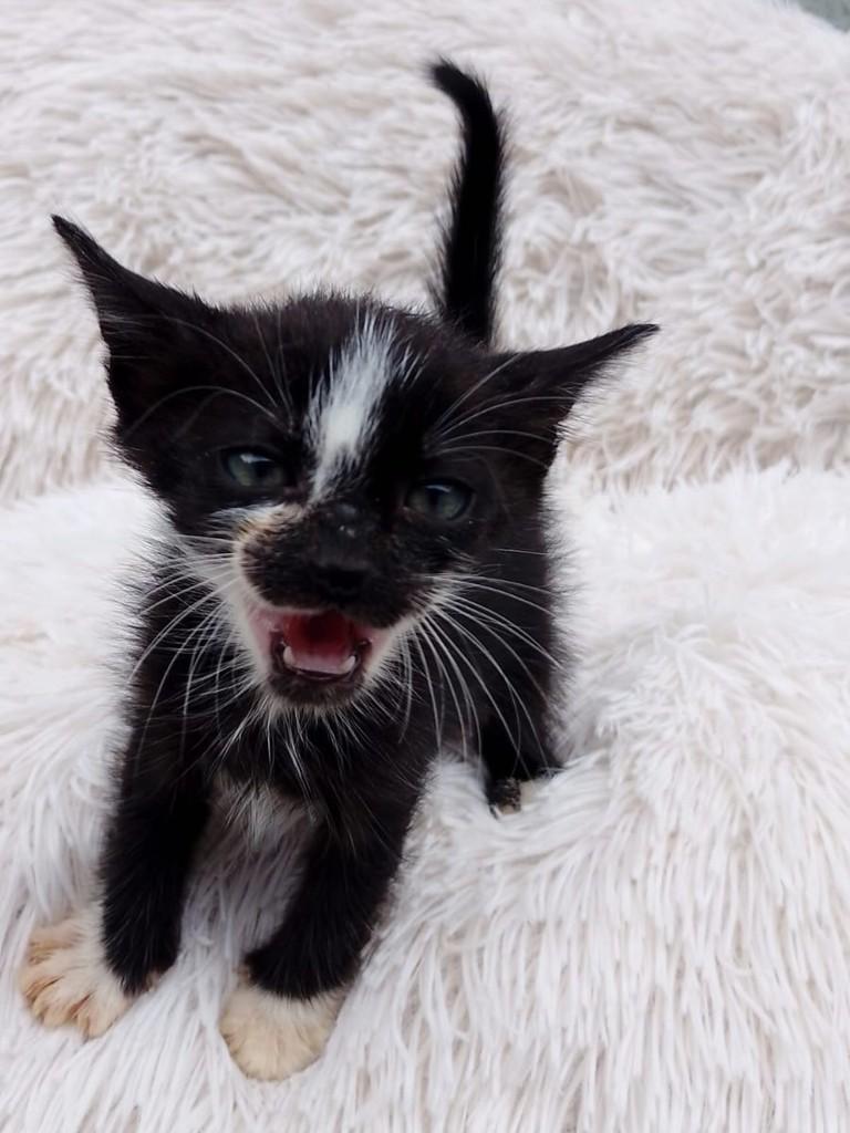 Frajolinha, gato de porte pequeno para adoção em Passo Fundo - RS