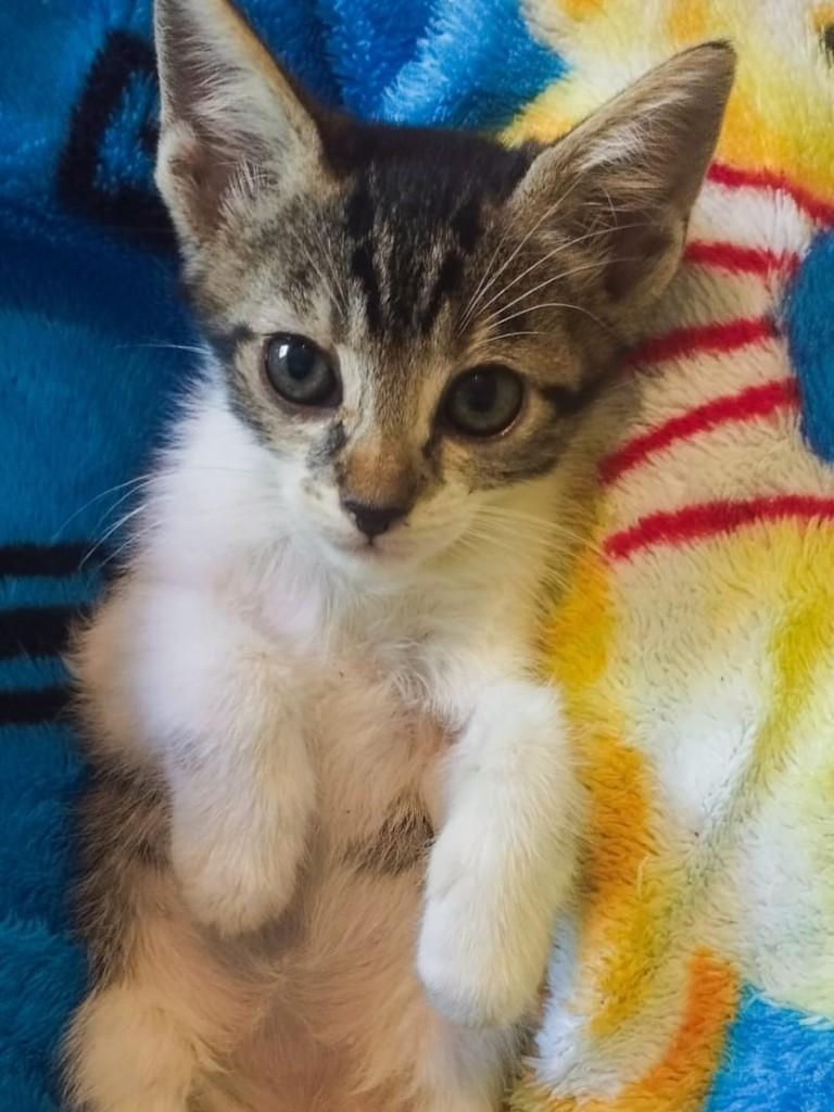 Tigrinho, gato de porte pequeno para adoção em Passo Fundo - RS
