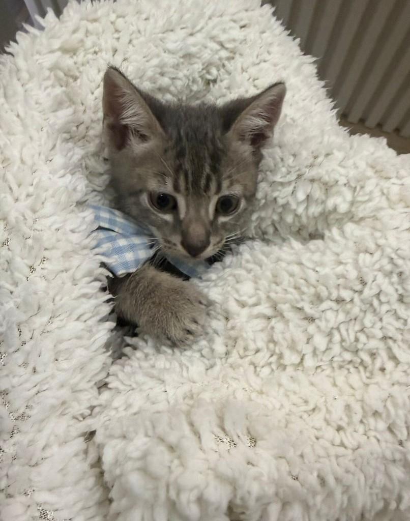 Cinzinha, gato de porte pequeno para adoção em Passo Fundo - RS