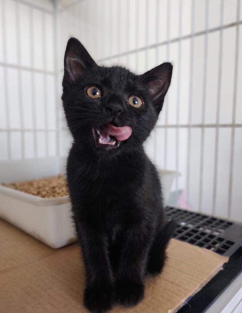 Pantera, gata de porte pequeno para adoção em Passo Fundo - RS
