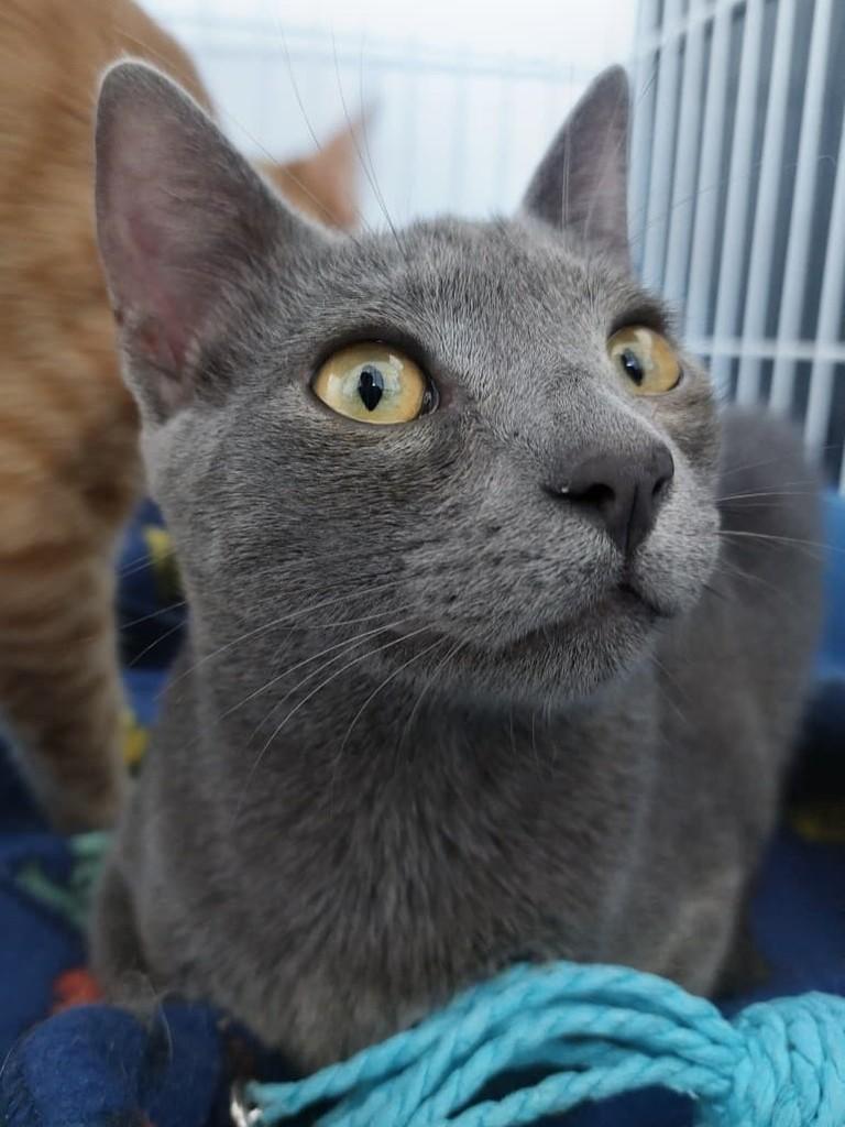 Chumbinho, gato de porte pequeno para adoção em Passo Fundo - RS