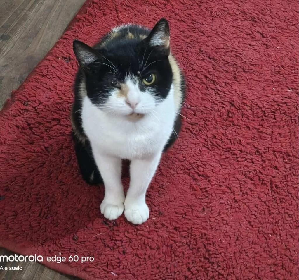 Mocinha, gato de porte pequeno para adoção em Passo Fundo - RS
