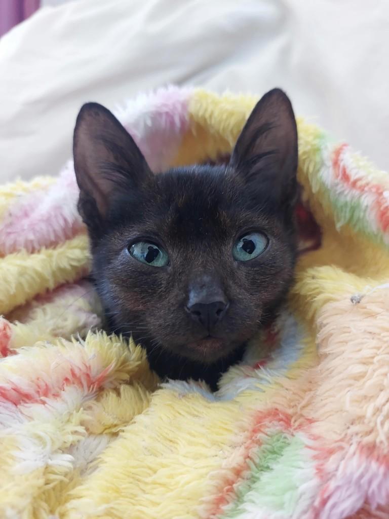 Panterinha, gato de porte pequeno para adoção em Passo Fundo - RS