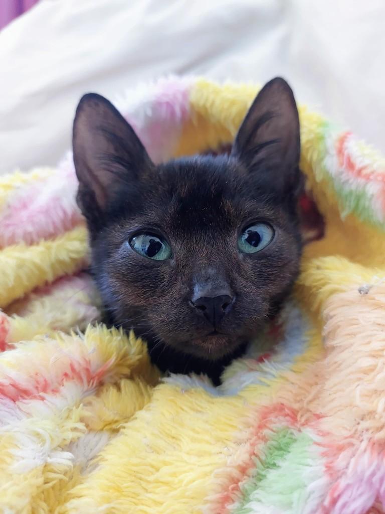 Panterinha, gato de porte pequeno para adoção em Passo Fundo - RS — foto 2 de 4