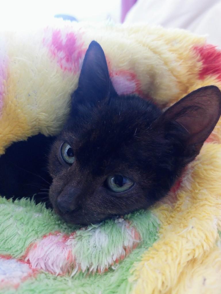 Panterinha, gato de porte pequeno para adoção em Passo Fundo - RS — foto 3 de 4