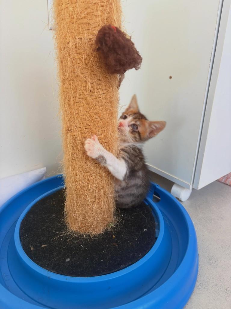 Gurizinho, gato de porte pequeno para adoção em Passo Fundo - RS