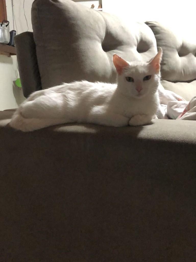 Branquinha, gato de porte médio para adoção em Passo Fundo - RS