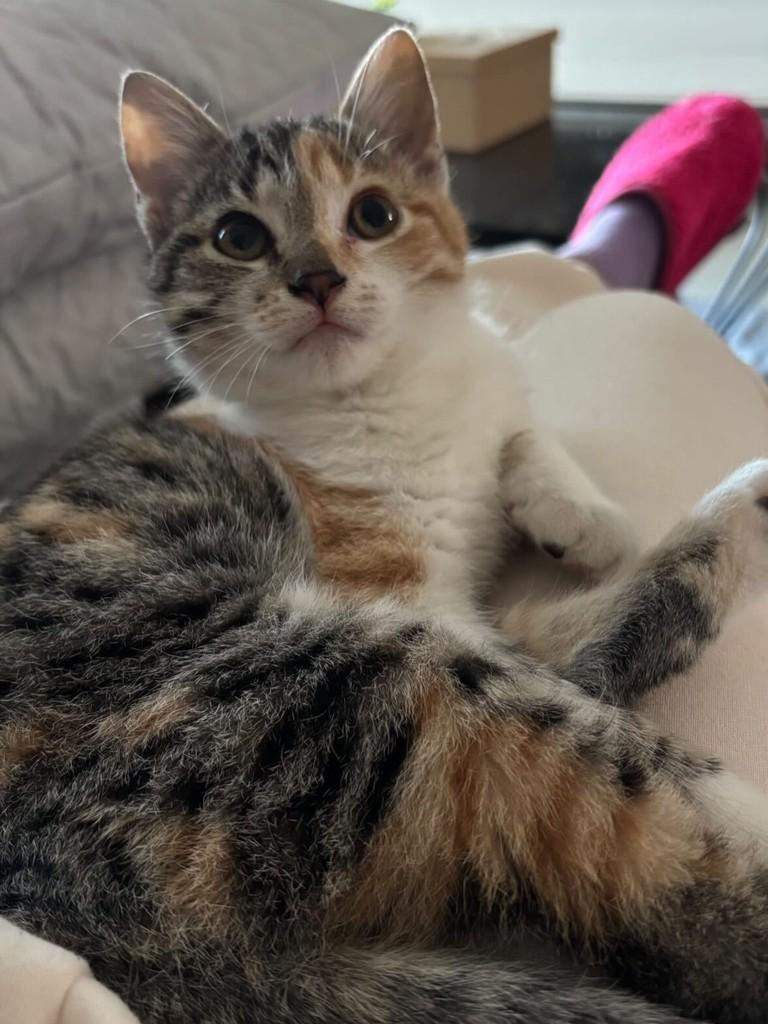 Tricolorzinha, gato para adoção em Passo Fundo - RS