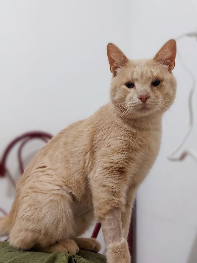 Cripto, gato de porte médio para adoção em Passo Fundo - RS