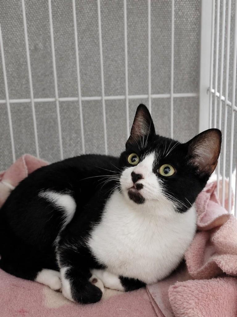 Frajolinha, gata de porte pequeno para adoção em Passo Fundo - RS